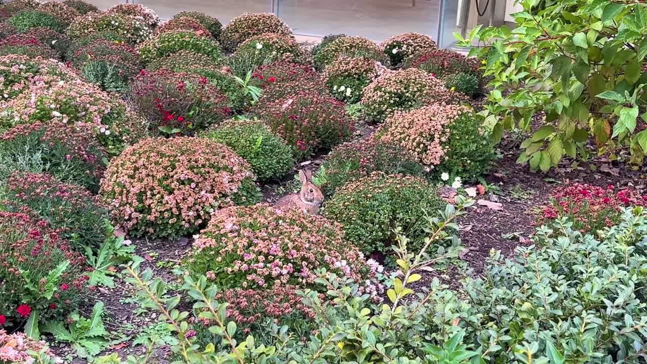 кролик, зайчик, крольчонок, мех, прыгать