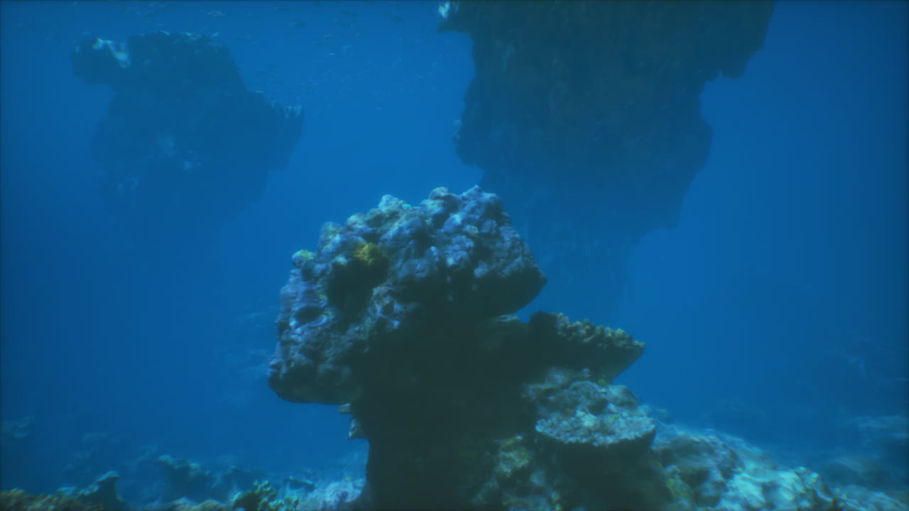 arrecife de coral bajo el agua