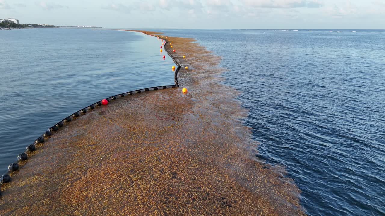 Sargasso barrier containing a lot og sargasso