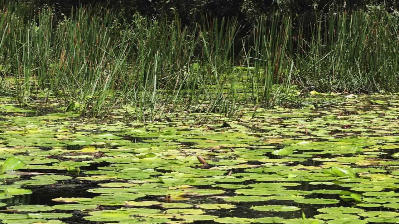 superficie de agua pacífica cubierta con almohadillas de lirio