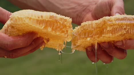 fresh honeycomb in hands
