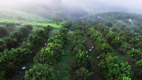 Aerial-shot-of-workers-harvesting-fresh-oranges-in-the-orchard-in-Penonome,-Panama