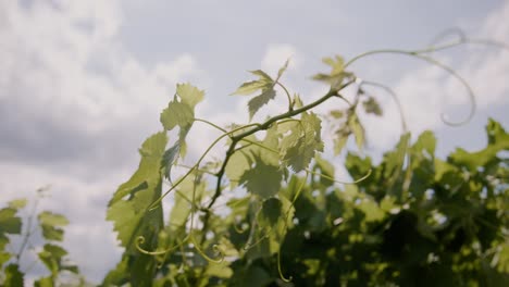 Werfen-Sie-Einen-Blick-Auf-Den-Lebendigen-Wandteppich-Eines-Neuseeländischen-Weinbergs,-Der-In-Sonnenlicht-Getaucht-Ist-Und-Während-Die-Blätter-In-Der-Sanften-Brise-Tanzen-–-Eine-Exquisite-Stockvideo-Aufnahme-Der-Harmonie-Der-Natur