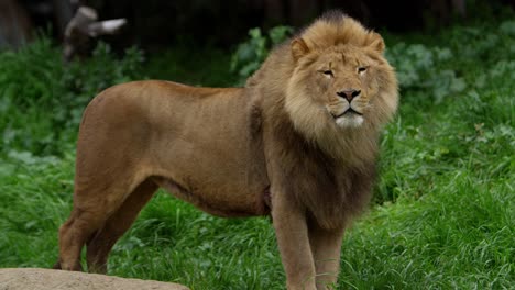 König-Der-Löwen-Auf-Seinem-Felsen,-Der-Die-Luft-Schnüffelt