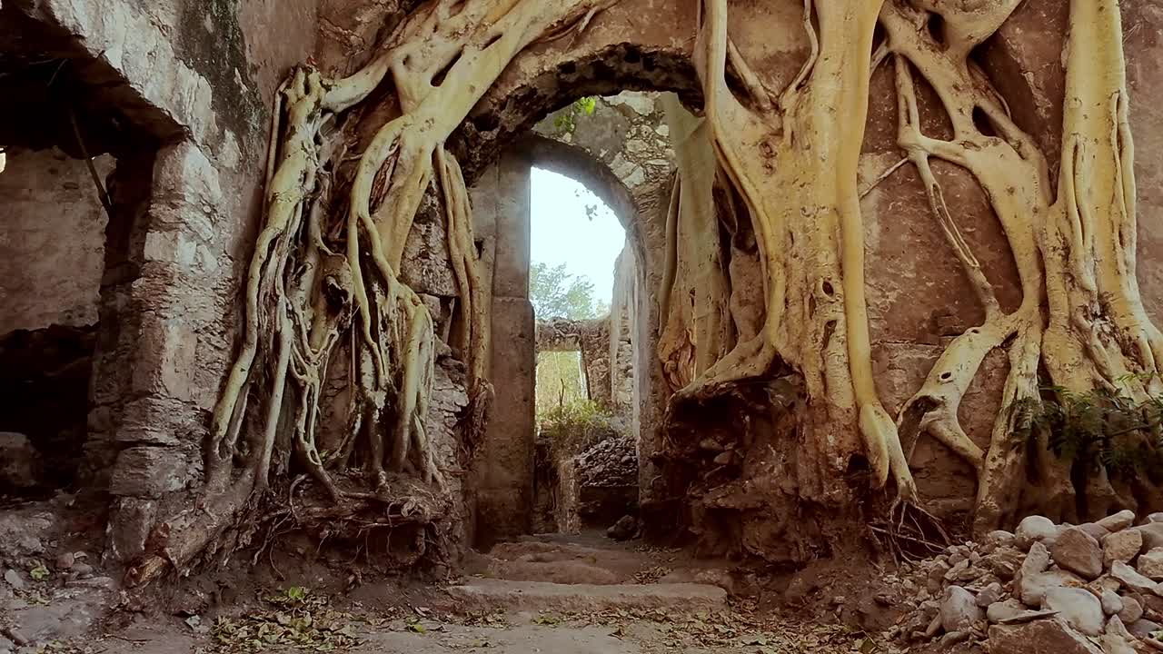 Overgrown ruins with fig tree roots, archway at Hacienda Ixtoluca, rustic vibes