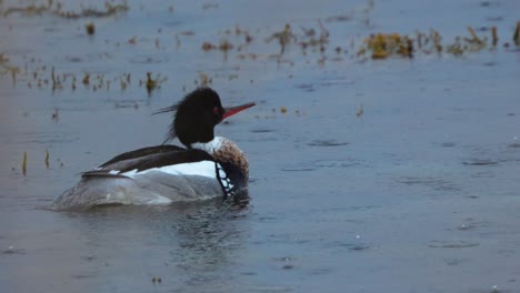 closeup of male red-breasted merganser displaying for females