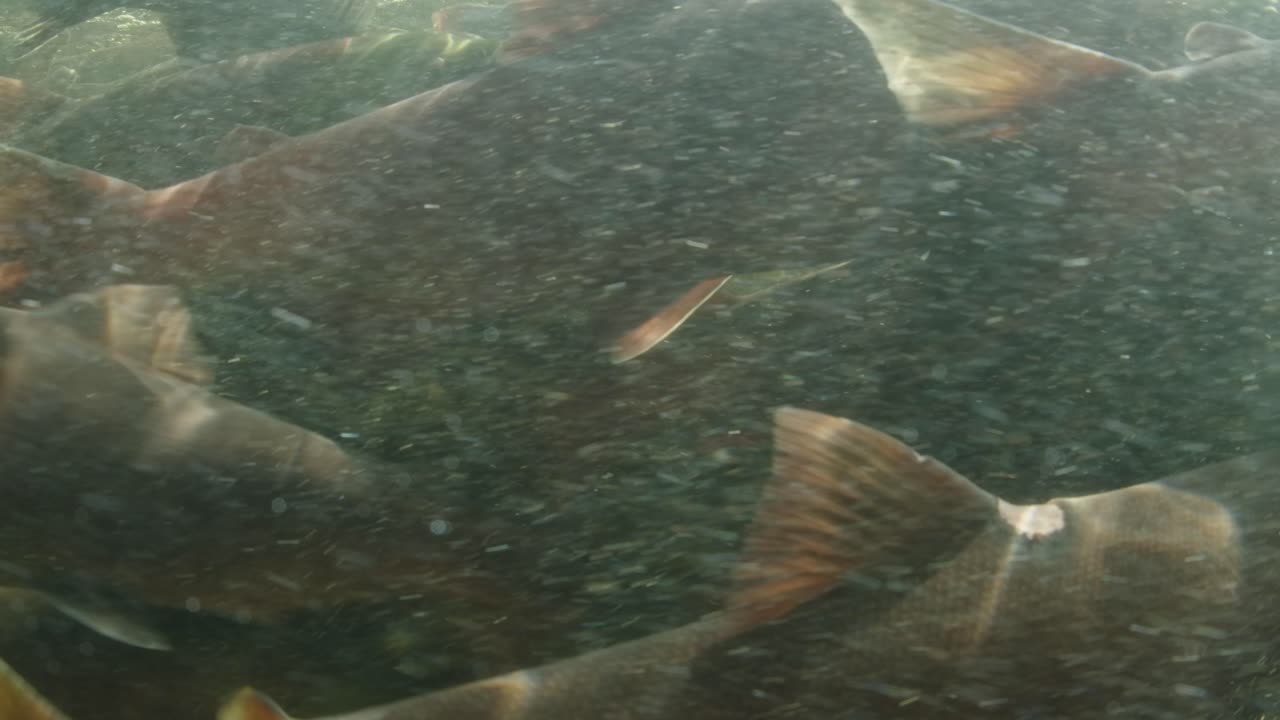 Very dense school of sockeye salmon waiting to reach their spawning grounds in a river in Canada.