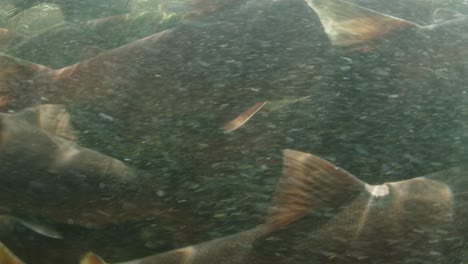 very dense school of sockeye salmon waiting to reach their spawning grounds in a river in canada.