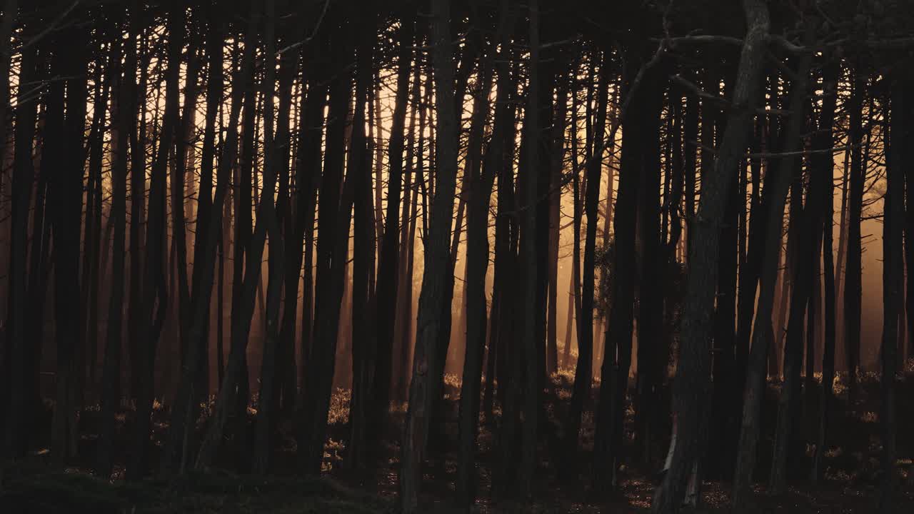 숲의 해가 뜨고, 신비로운 나무를 가로질러 황금빛이