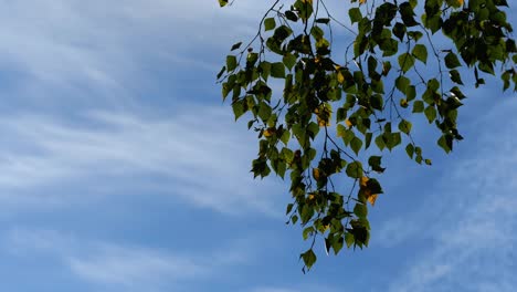 hojas de abedul amarillas y verdes ondeando en el viento