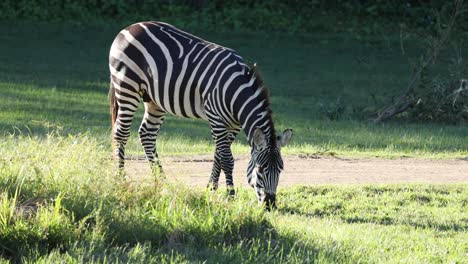 zebra eating grass in a natural habitat