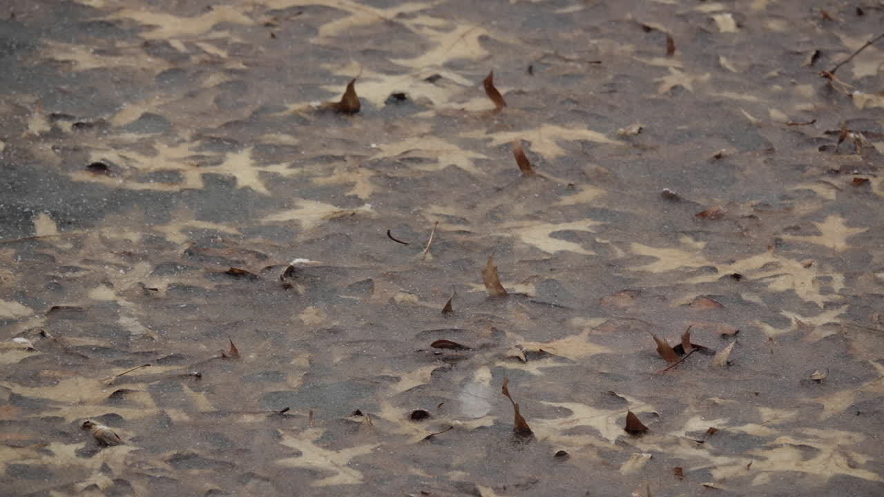 눈이 녹은 다음 시간 경과 동작으로 연못의 얼어붙은 표면에 쌓입니다.