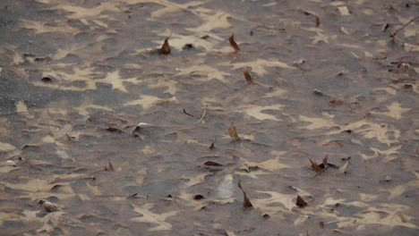 Snow-melts,-then-accumulates-on-the-frozen-surface-of-a-pond-in-time-lapse-motion