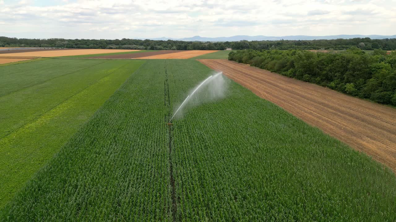 rociado de agua de un sistema de riego en el campo de maíz, marchfeld, austria