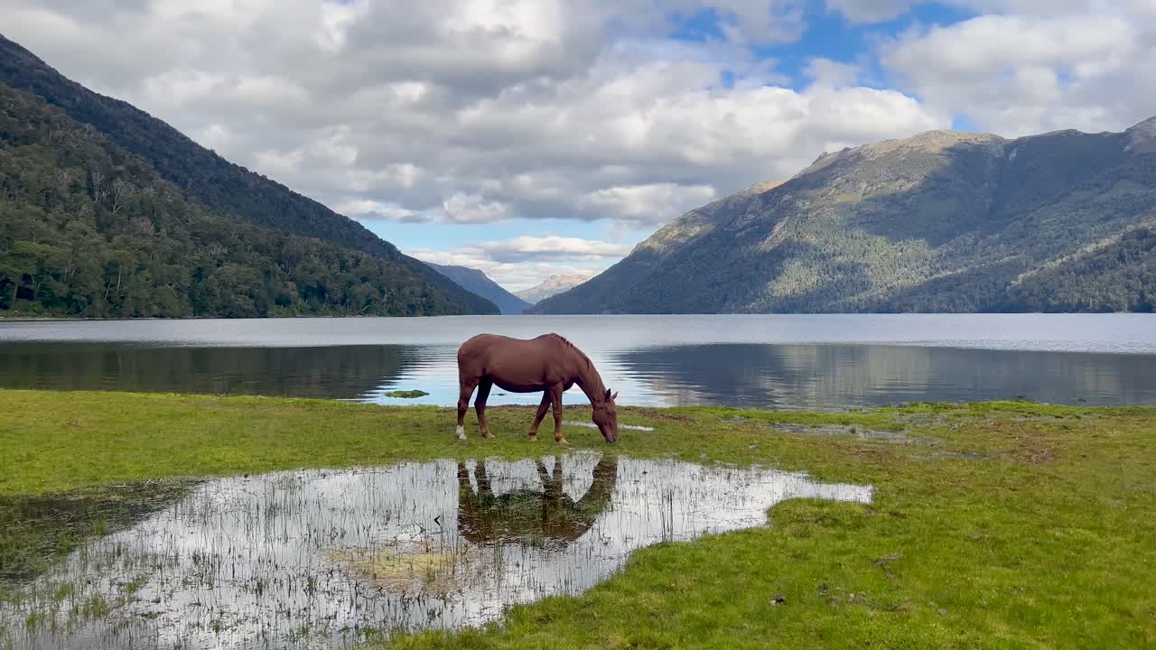 A brown horse grazing by a Patagonian lake with calm water and mountain views