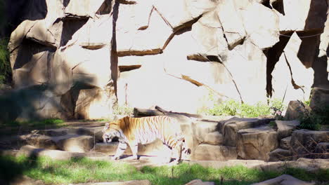 tigre camina en su terreno rocoso