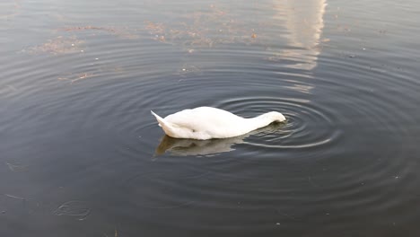 Cisne-Blanco-Nadando-En-El-Lago