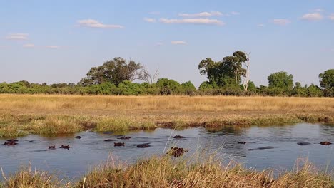 pod of hippopotamus lie mostly submerged in botswana's okavango delta