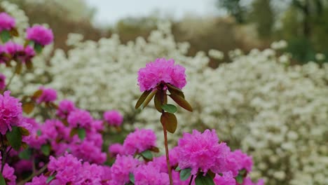 carolina rhododendrons radiate soft elegance, floral spring harmony, bloom