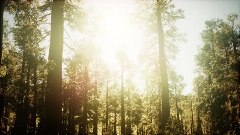 hyperlapse-in-sequoia-forest-from-sunrise