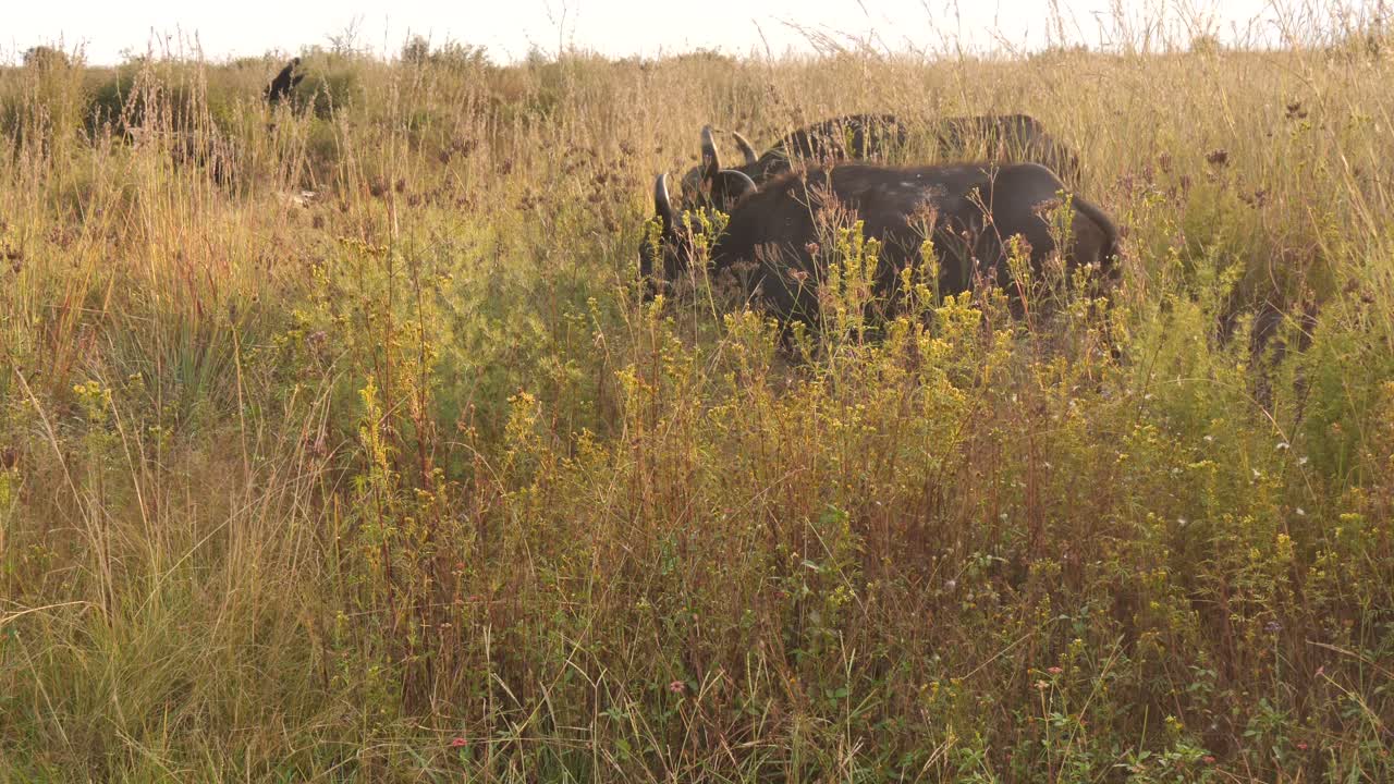 Un gregge di bufali passa nell'erba alta all'alba in Africa.
