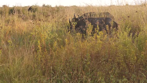 buffalo herd walk past in tall grass at dawn in africa