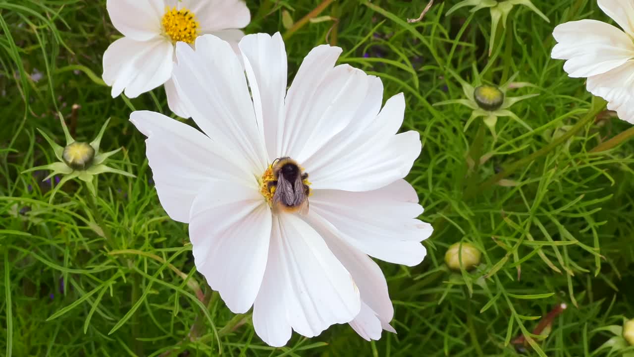 este primer plano de una abeja sobre una flor blanca lo muestra recolectando polen y volando en un clima ventoso