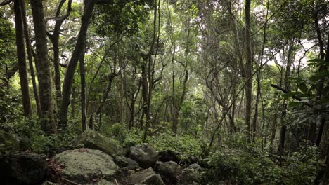 Vistas-A-Lo-Largo-De-Los-Senderos-Para-Caminar-Bajo-El-Dosel-De-Los-árboles-En-El-Parque-Nacional-De-Burleigh-Heads,-Gold-Coast,-Australia