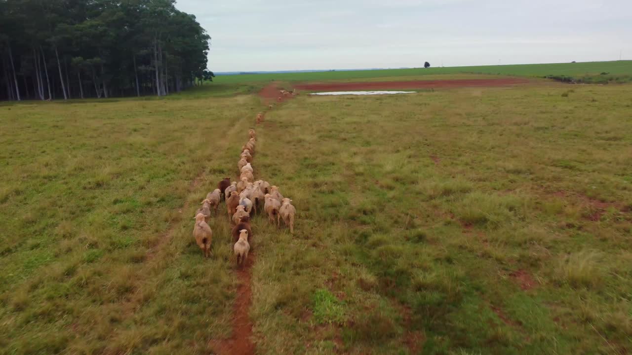양 들장 드론 이 구름 을  ⁇ 고 달리고 있다