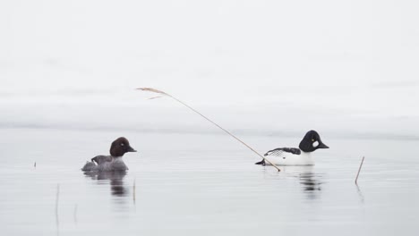 Un-Par-De-Ojos-Dorados-Comunes-Flotando-Sobre-Un-Lago-Idílico-Durante-El-Invierno-Nevado