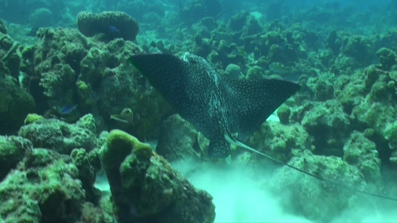A large eagle ray swims across the Caribbean reef, flapping its fins majestically