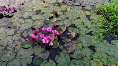 Pequeño-Grupo-De-Nenúfares-Estanque-Río-Mar,-Nenúfares-Floreciendo,-Hermosa-Toma-Aérea,-Grupo,-Flor,-Campo,-Arriba