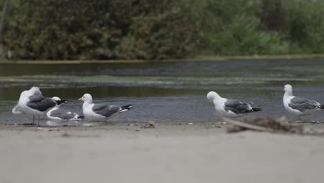 seagulls cleaning, splashing and drinking water at the beach in slow mo 4k