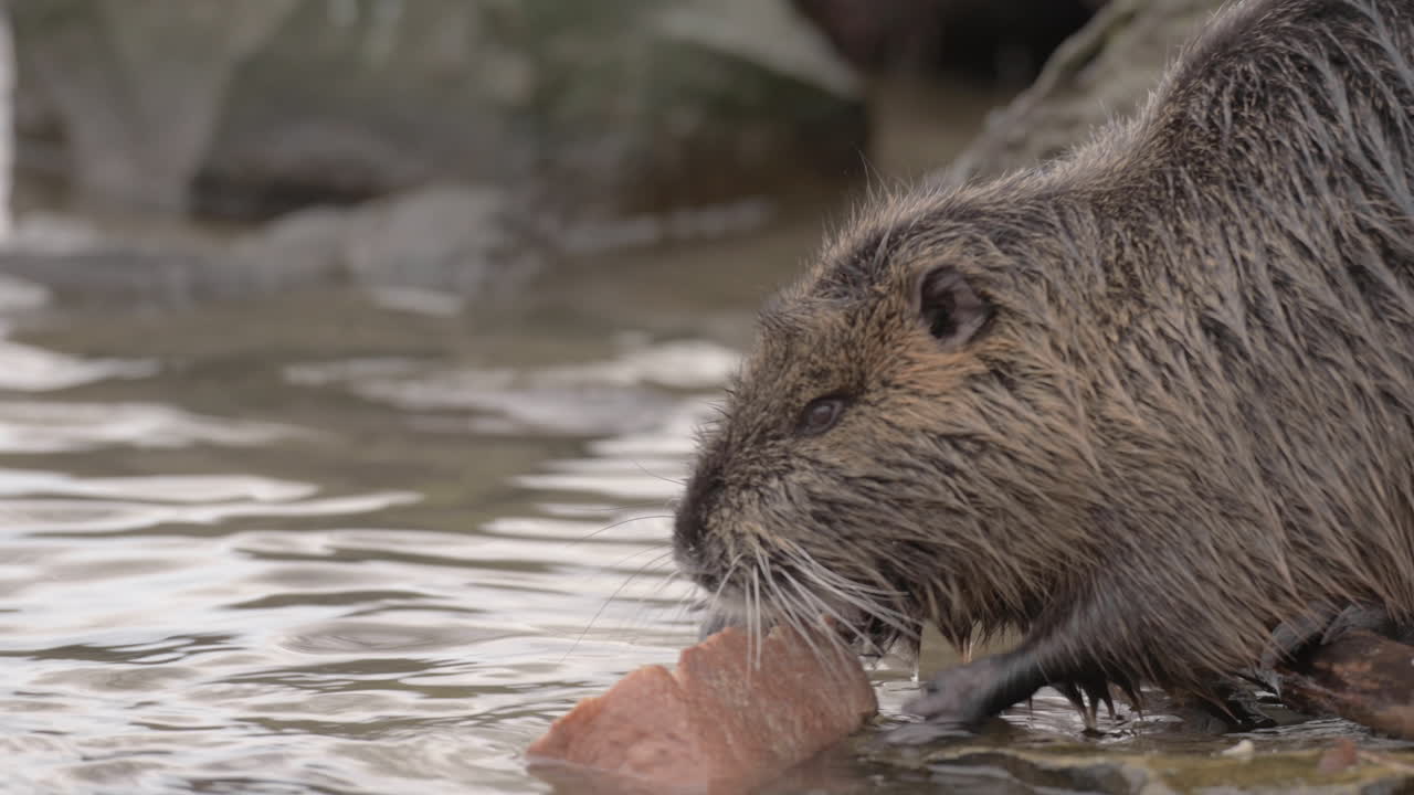 la rata coipu nutria arrastra una gran hogaza de pan para comer fuera del río, praga