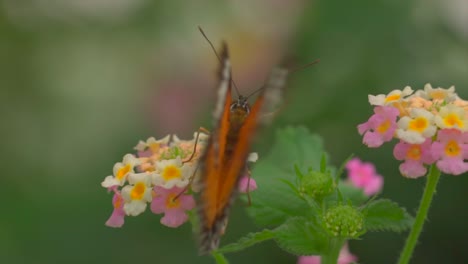 Monarch-butterfly-animal-resting-on-colorful-flower,moving-wings-and-fly-away,close-up