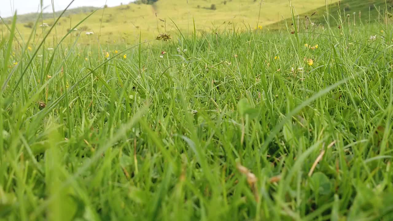 caminando a través de la hierba verde al mediodía, de cerca y con una vista detallada