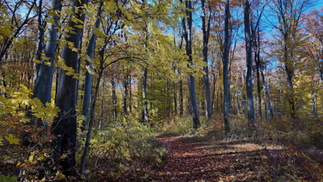 camino del bosque de otoño