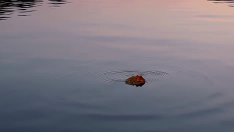 autumn leaf floating on calm water with ripples