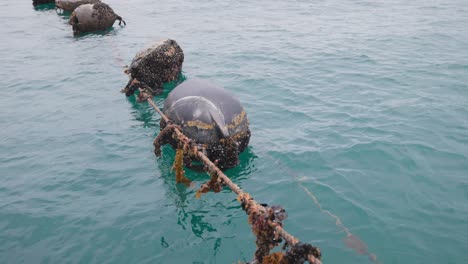 Old-ropes-and-buoys-in-blue-sea-water-covered-in-mollusk-and-seaweed