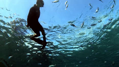 a diver snorkeling in the bright blue sea with fishes on a sunny day - underwater