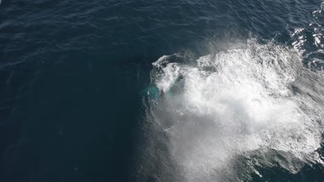 humpback whale swimming and spinning in the blue sea
