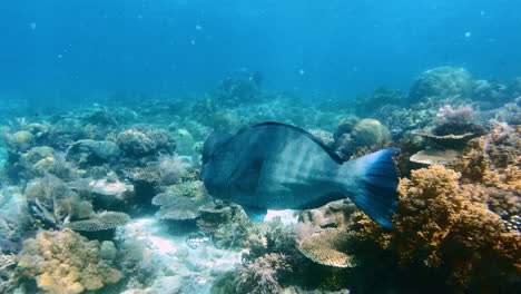 Cuanto-Más-Profundo-Es-El-Océano,-Más-únicos-Son-Los-Peces