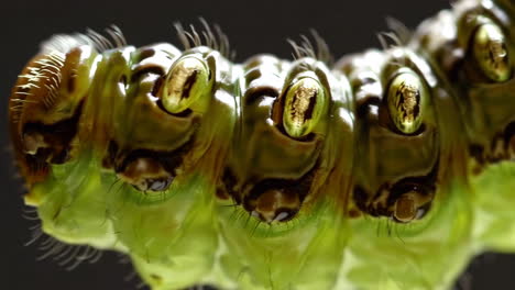 close-up of a caterpillar