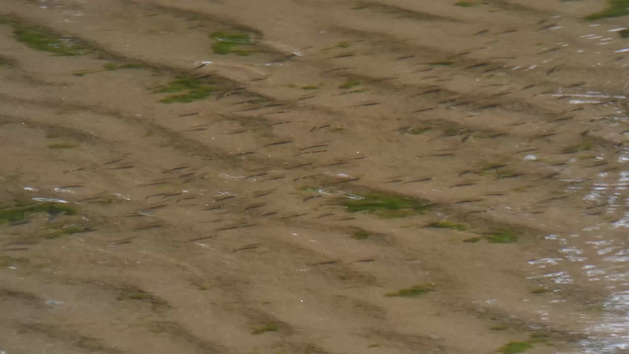 fresh water small lake fish ...