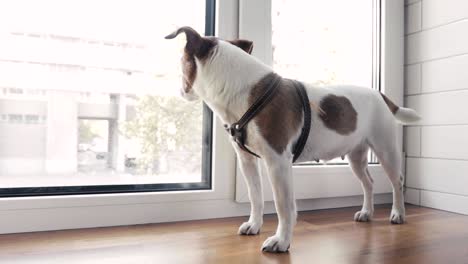 dog is standing on the window waiting for owner