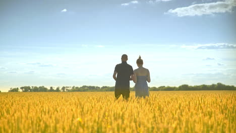 female and male agronomist walking away in wheat field. agriculture research