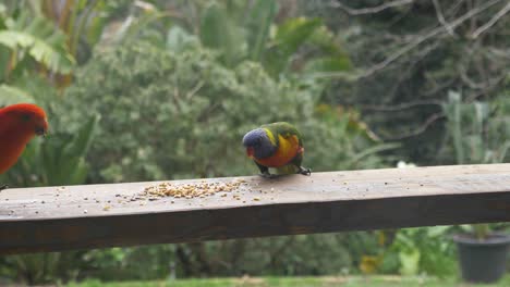 two australian king parrots eating bird seed on a balcony and a rainbow lorikeet flies in and chases them away