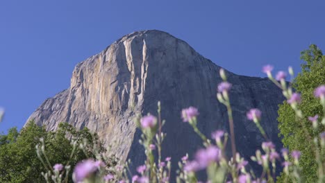footage featuring the towering granite face of el capitan in yosemite national park, california, with vibrant spring flowers blooming in the foreground.