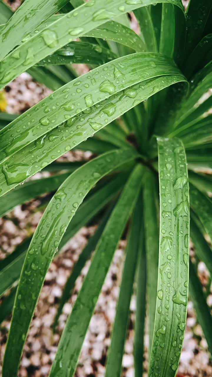 은 잎의 클로즈업