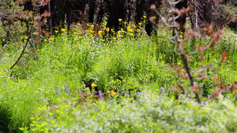 spring flowers with small creek in yosemite wilderness